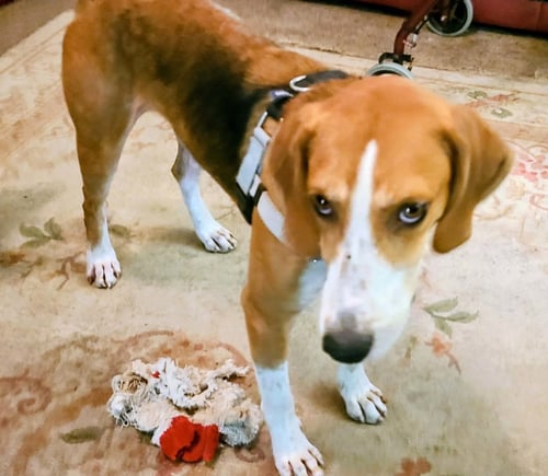 CLIFFORD - Hound available for adoption