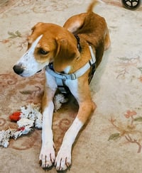 Clifford - Photo 3