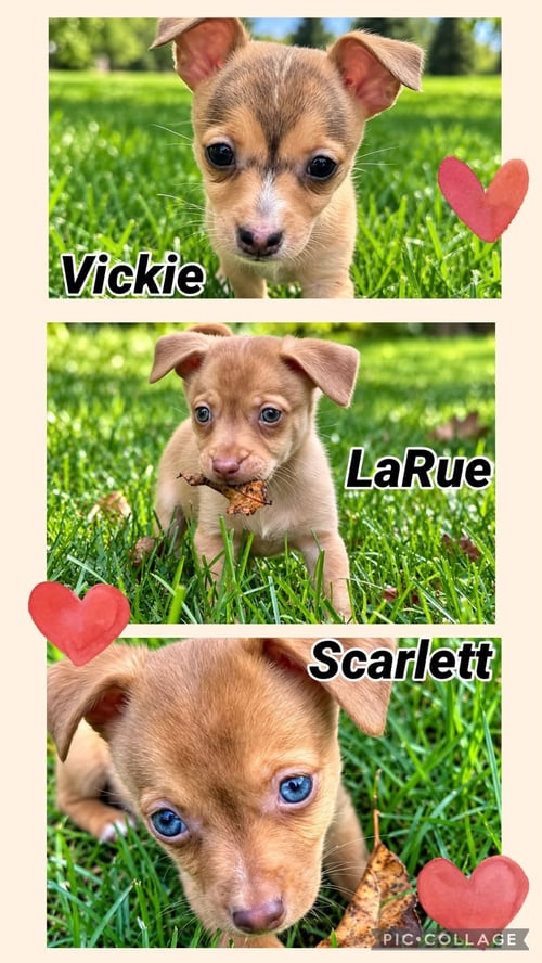 LARUE - Chihuahua for adoption in Aurora