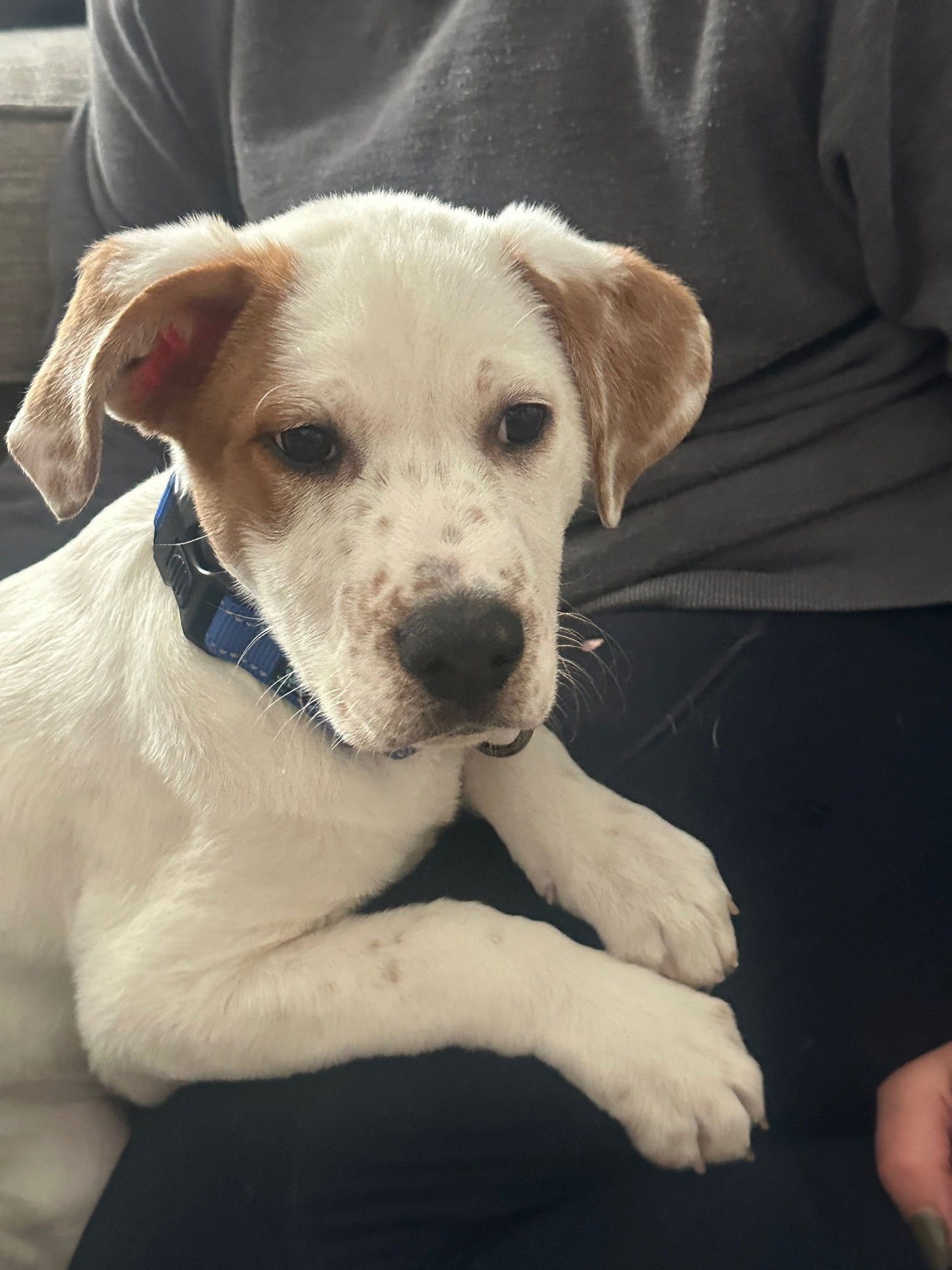 BISCOTTI - Boxer / Hound available for adoption