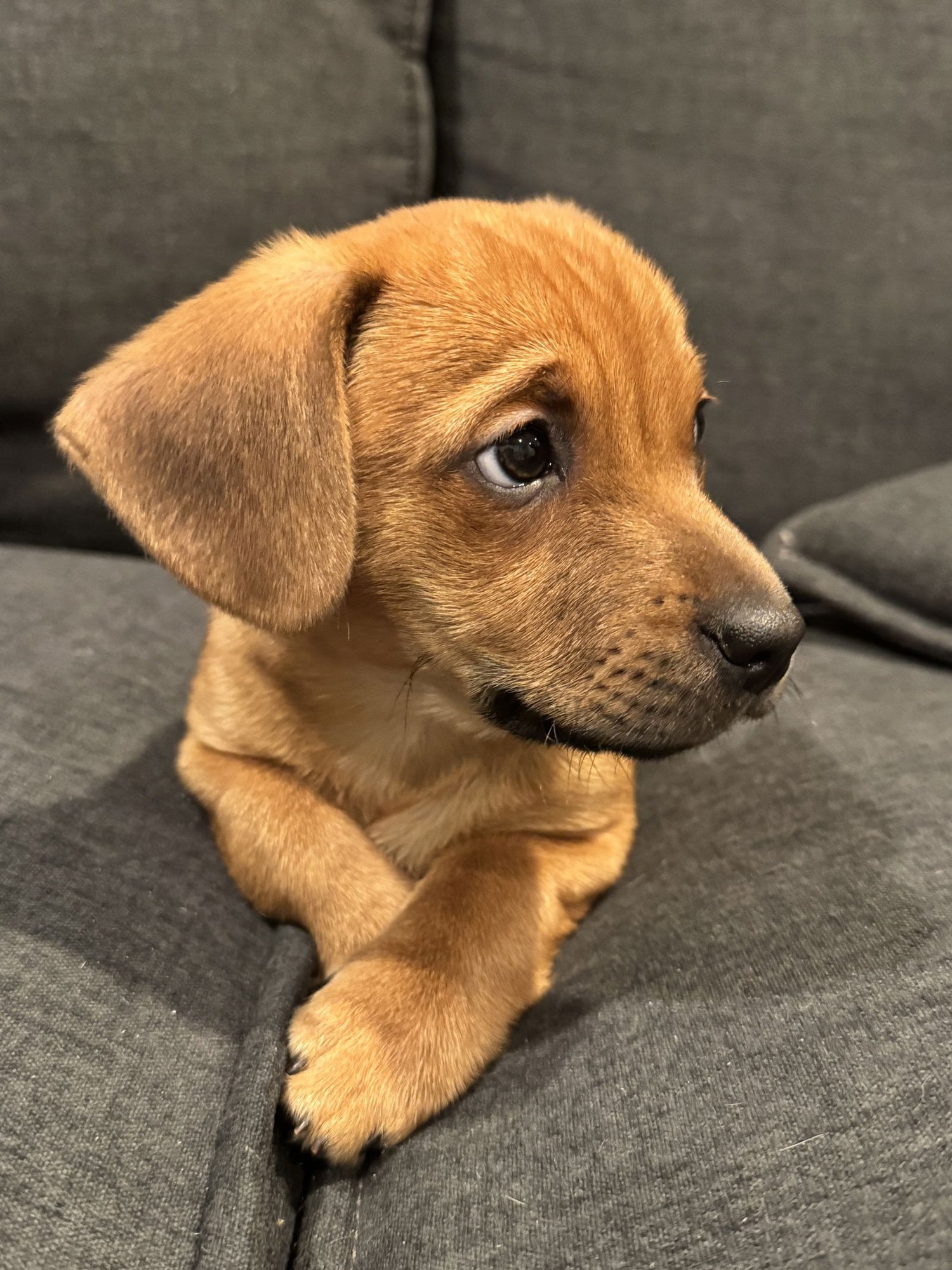 CLAY - Dachshund / Terrier available for adoption