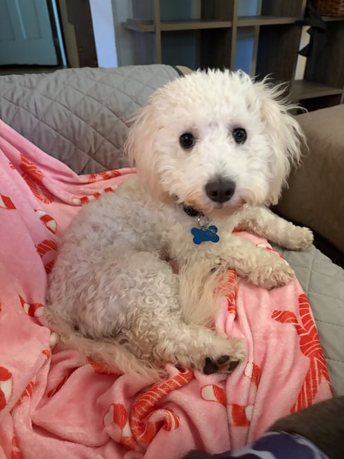 KIP - Maltese available for adoption