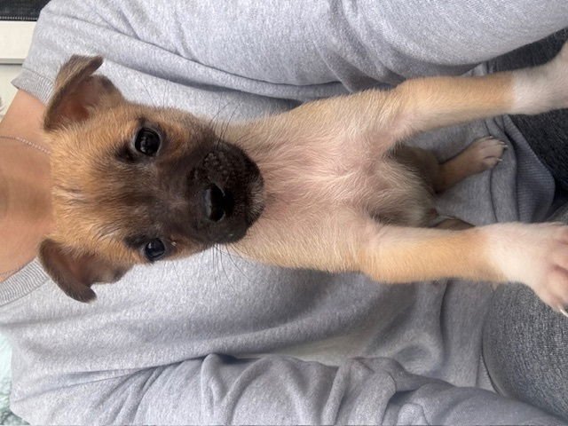 TINO - Chihuahua for adoption in Aurora