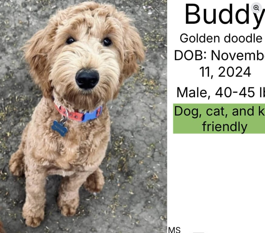 Buddy Image