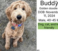 Buddy - Photo 1