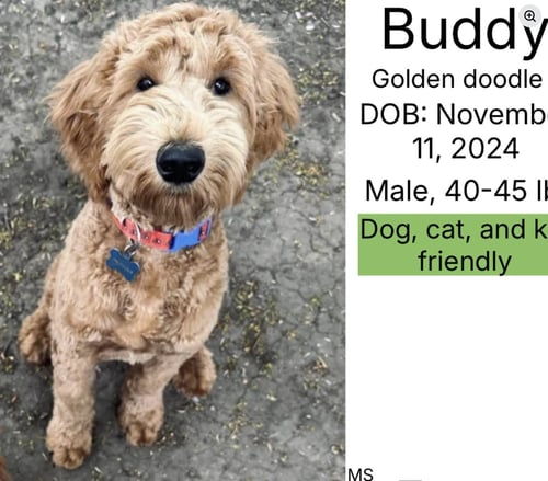 BUDDY - Poodle (Standard) / Labrador Retriever available for adoption