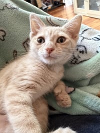 Peaches - Photo 3