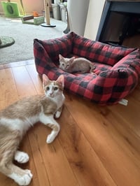 Peaches - Photo 4