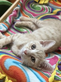Peaches - Photo 5