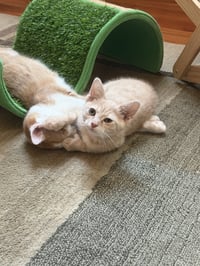 Peaches - Photo 6