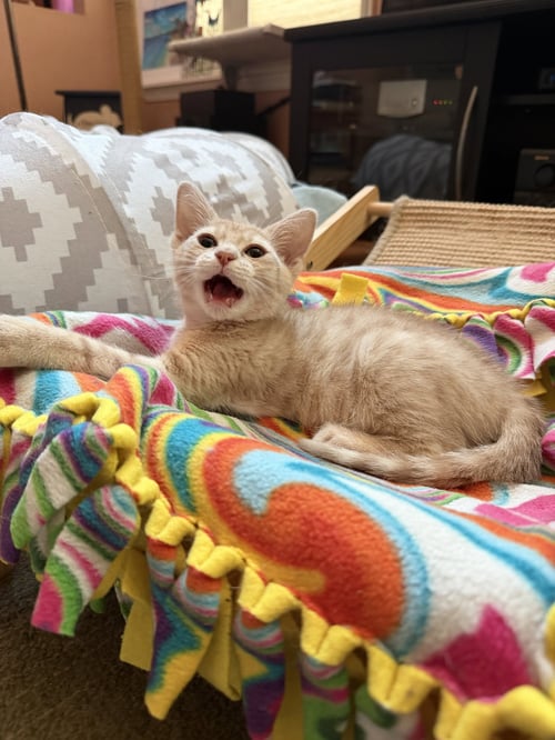 PEACHES - Extra-Toes Cat (Hemingway Polydactyl) / Domestic Short Hair available for adoption