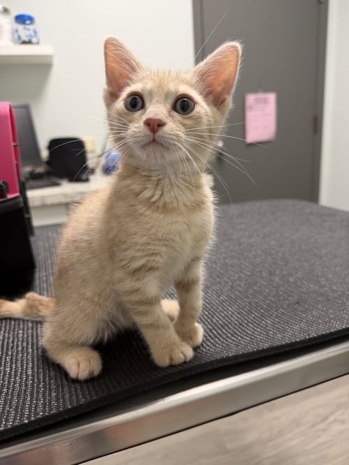 PEACHES - Extra-Toes Cat (Hemingway Polydactyl) / Domestic Short Hair available for adoption