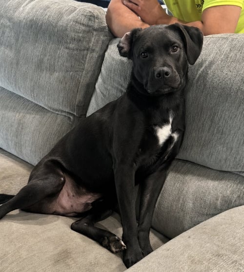 LINUS - Labrador Retriever available for adoption