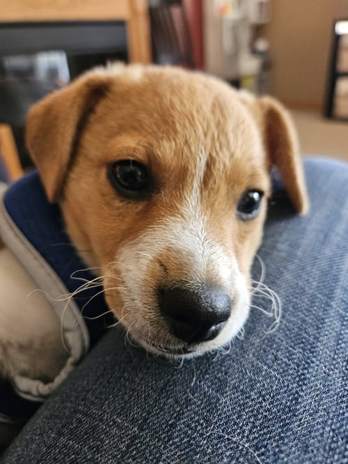 MAVERICK - Terrier available for adoption