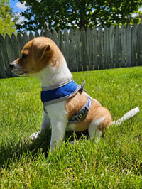 Maverick - Photo 3