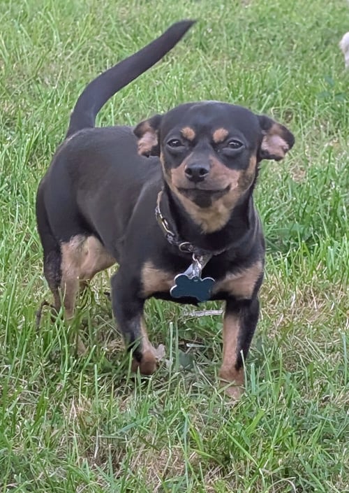 BROWNIE - Chihuahua available for adoption