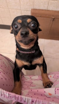 Brownie - Photo 5