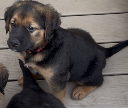 MARLEY - Golden Retriever / Shepherd available for adoption
