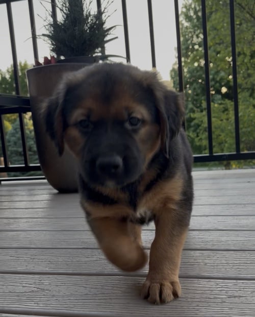 MARLEY - Golden Retriever / Shepherd available for adoption