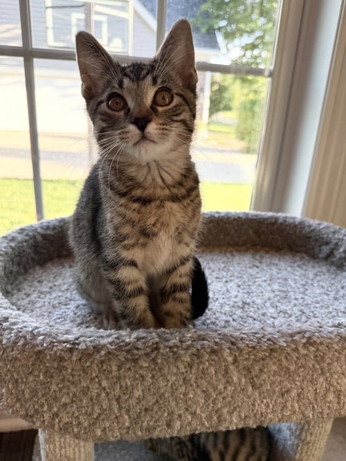 PEPPERONCINI - Domestic Short Hair for adoption in Aurora