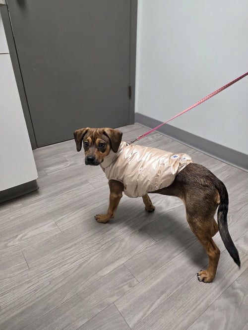 LOVELAND - Shepherd available for adoption
