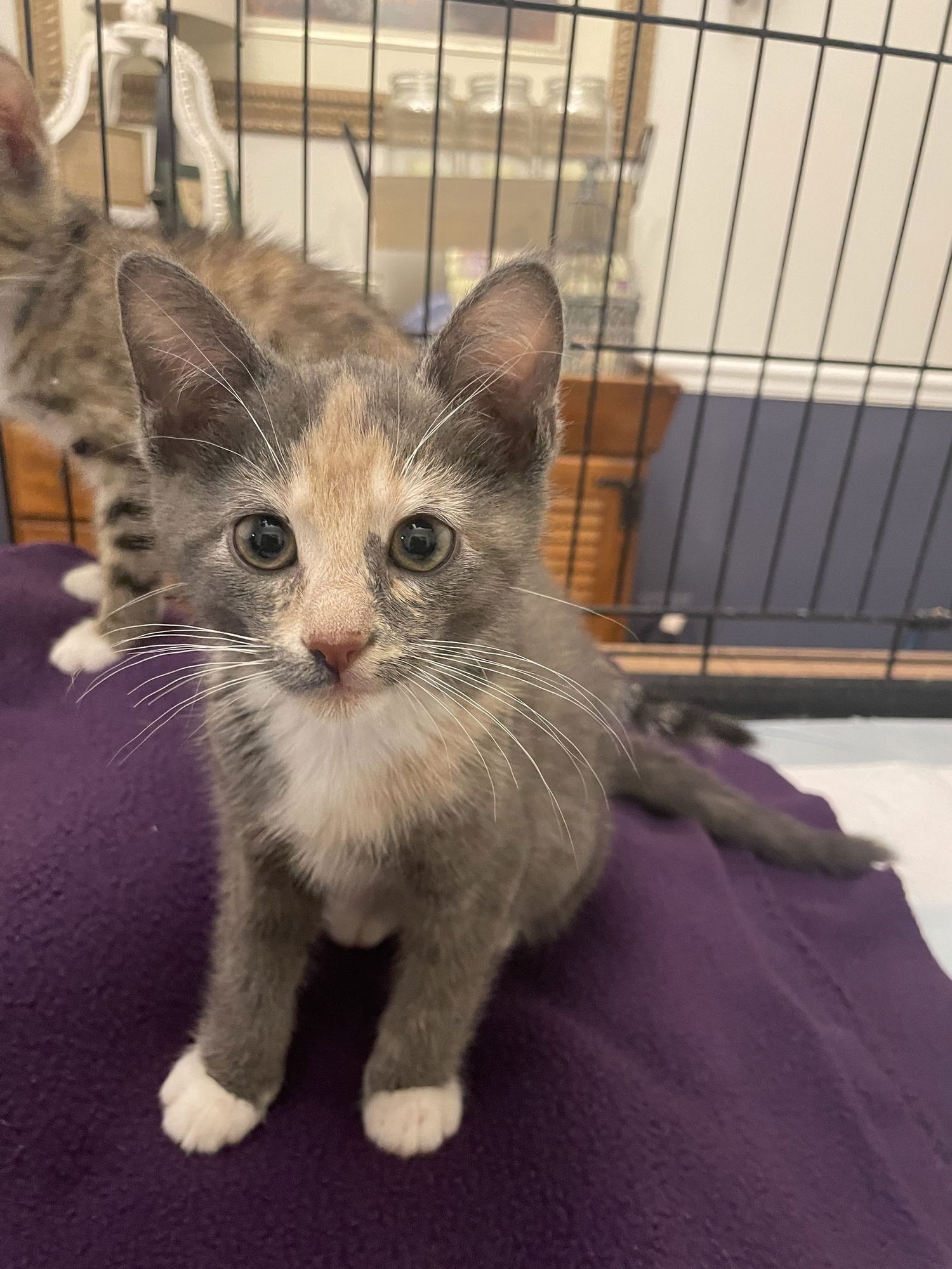 CANDY - Domestic Short Hair available for adoption