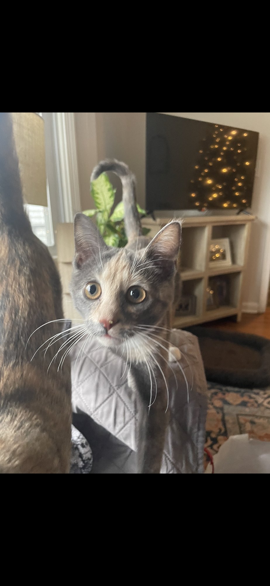 CANDY - Domestic Short Hair available for adoption