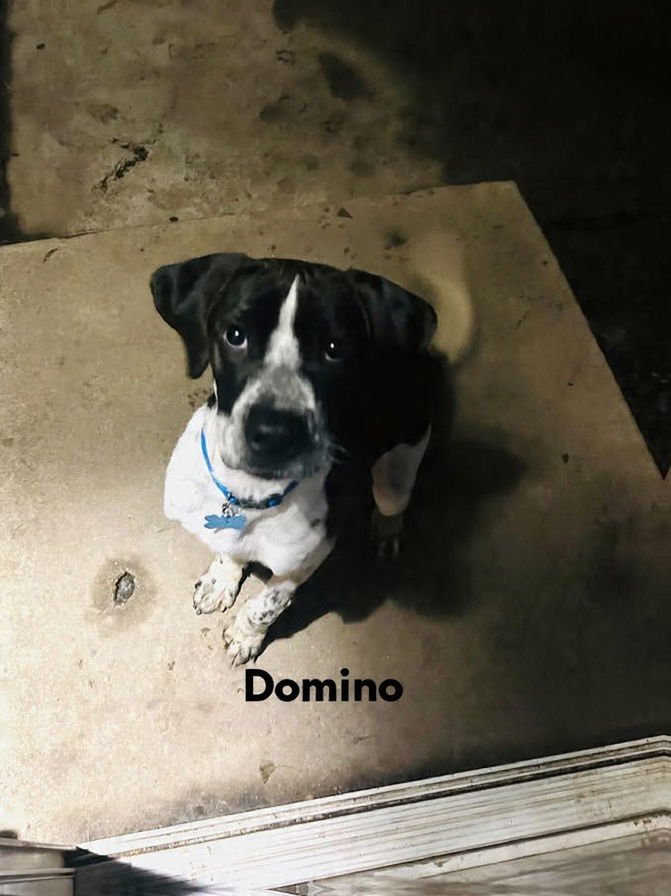 DOMINO - Labrador Retriever / Hound available for adoption