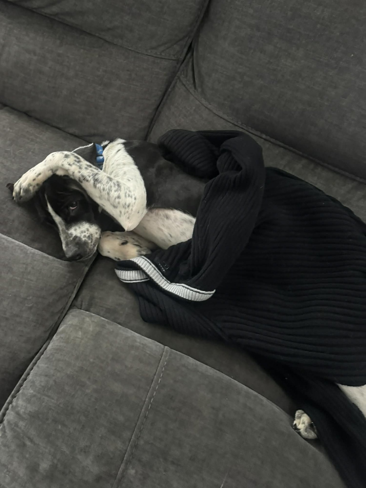 DOMINO - Labrador Retriever / Hound available for adoption