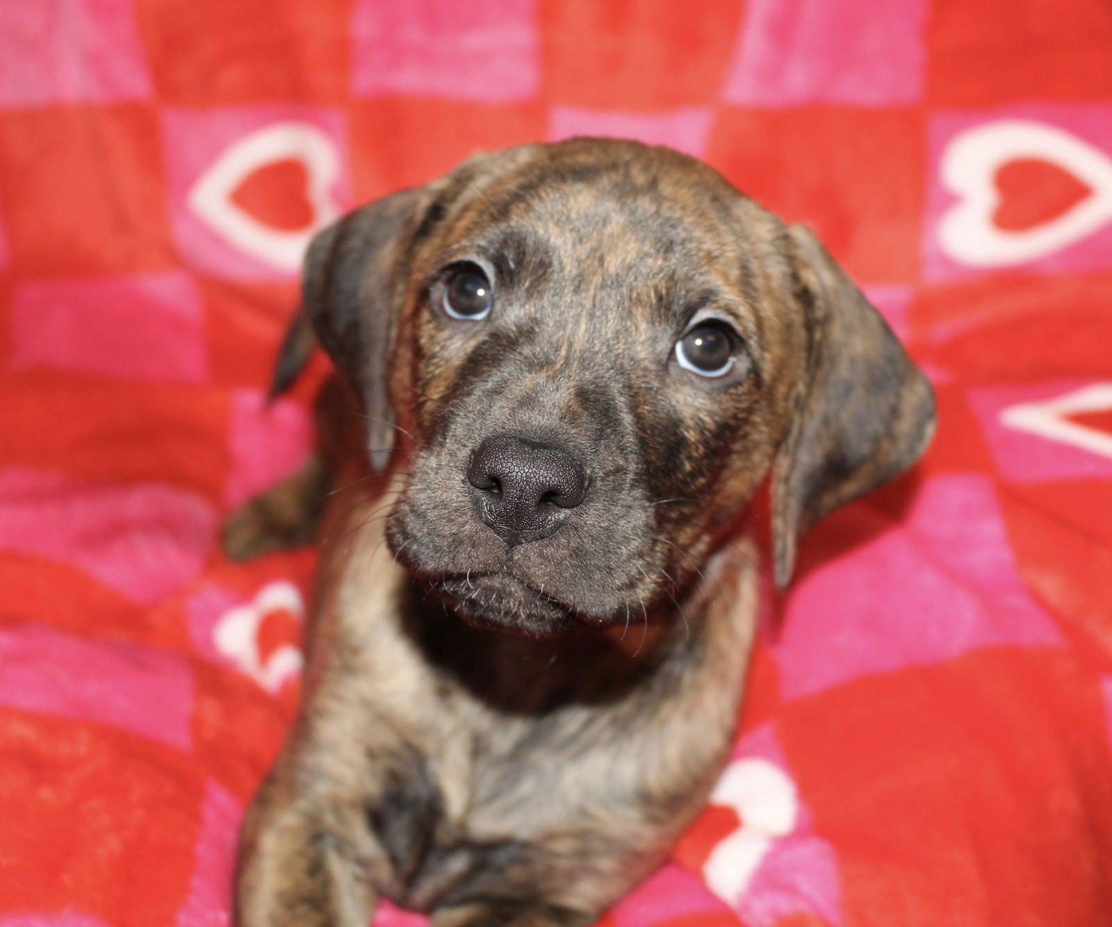 PETEY - Hound / Mountain Cur available for adoption