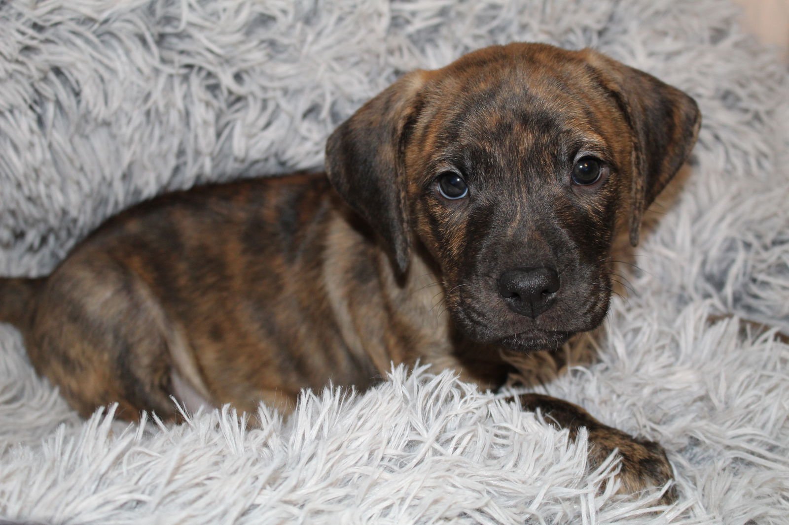 PETEY - Hound / Mountain Cur available for adoption