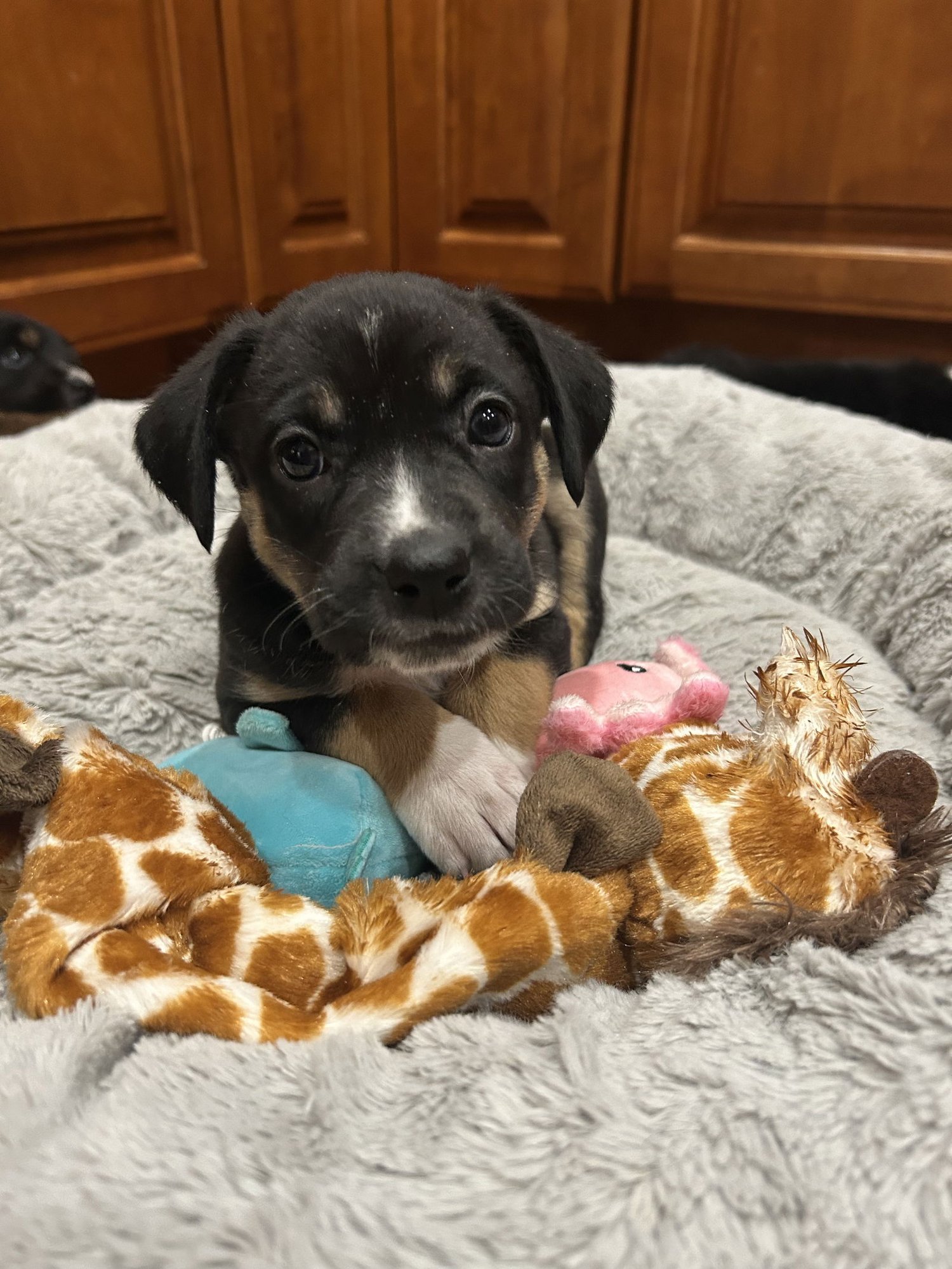 PHOEBE - Australian Shepherd available for adoption