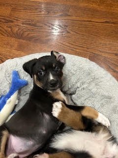 PHOEBE - Australian Shepherd available for adoption