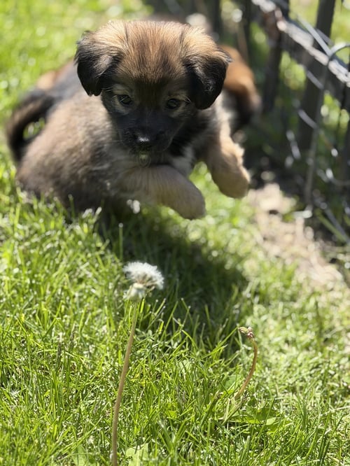 GUINNESS - Chihuahua / Terrier available for adoption