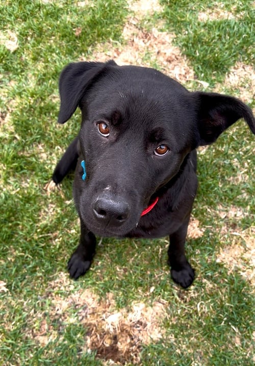 TREE - Black Labrador Retriever available for adoption