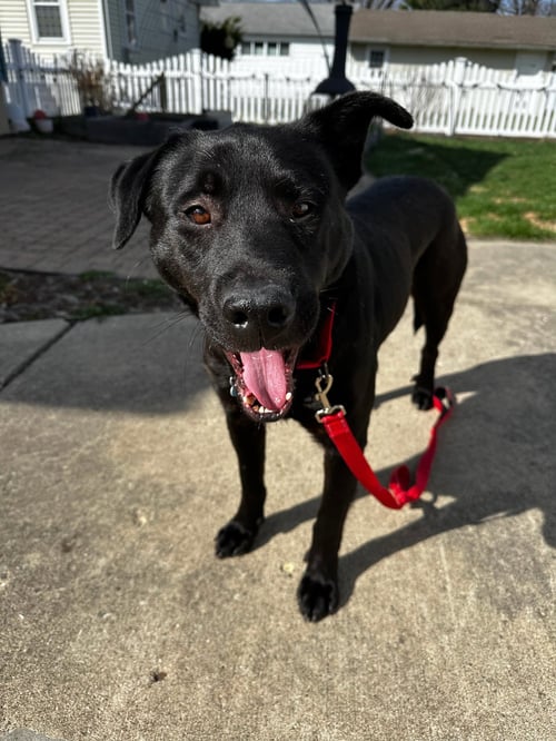 TREE - Black Labrador Retriever available for adoption