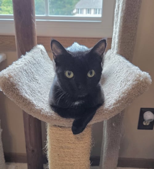 SPRINGY - Domestic Medium Hair available for adoption