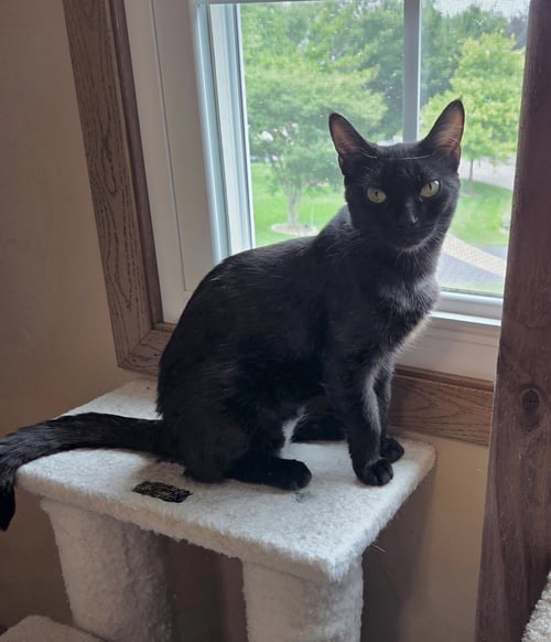 SPRINGY - Domestic Medium Hair available for adoption