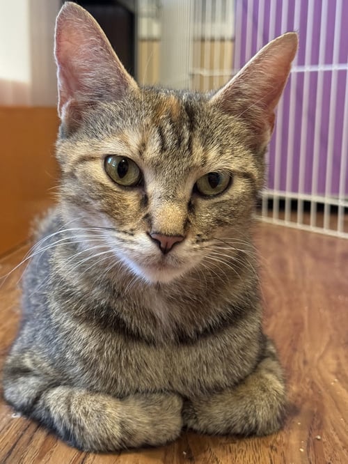 KULIA - Domestic Short Hair available for adoption