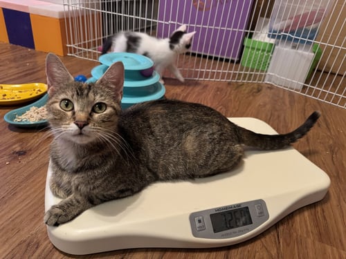 KULIA - Domestic Short Hair available for adoption