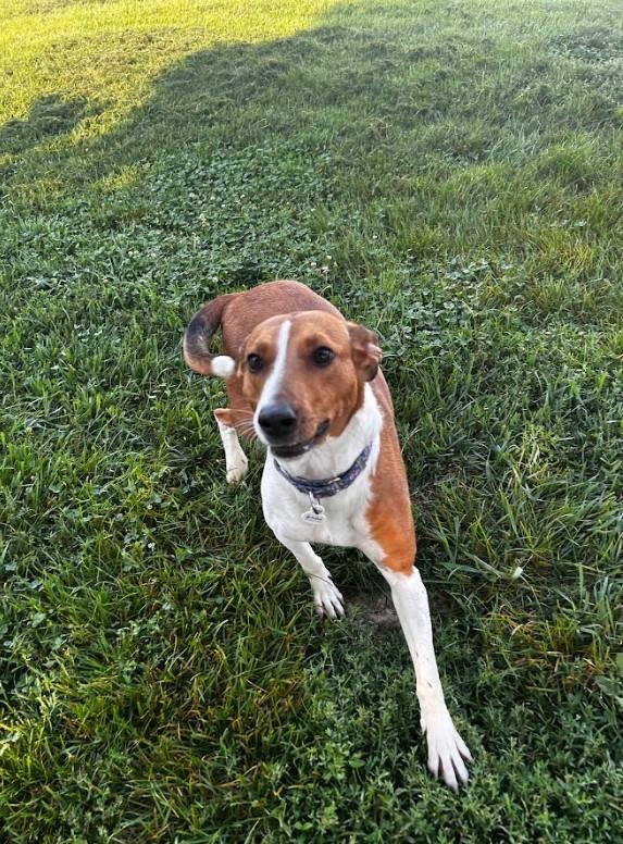 FLO - American Foxhound for adoption in Joliet