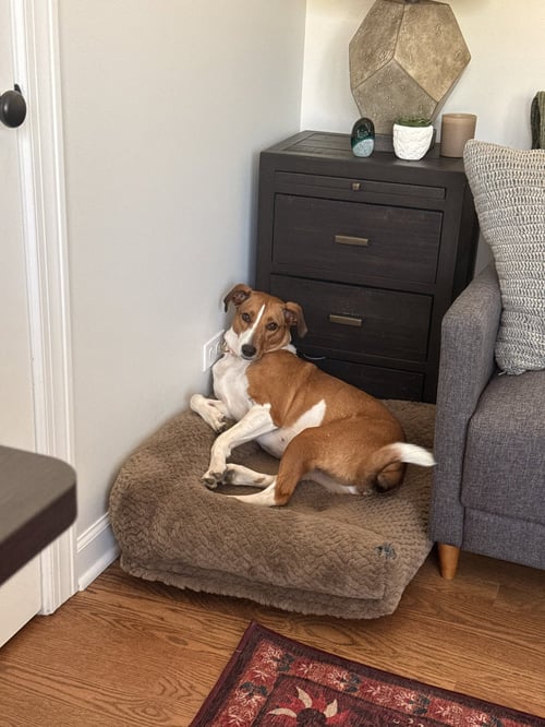 FLO - American Foxhound available for adoption