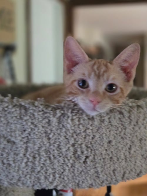 RAY - Domestic Short Hair available for adoption