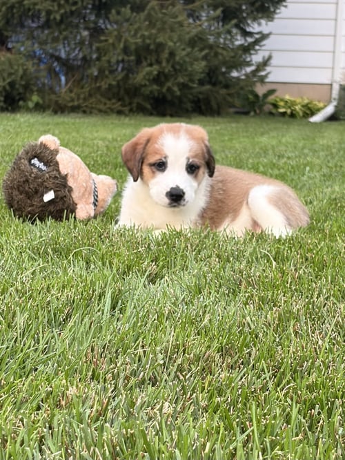 CLAREBEAR - Great Pyrenees available for adoption