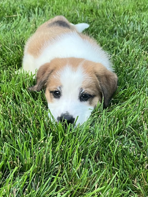 Clarebear Image