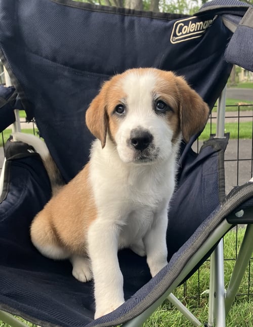 CLAREBEAR - Great Pyrenees available for adoption