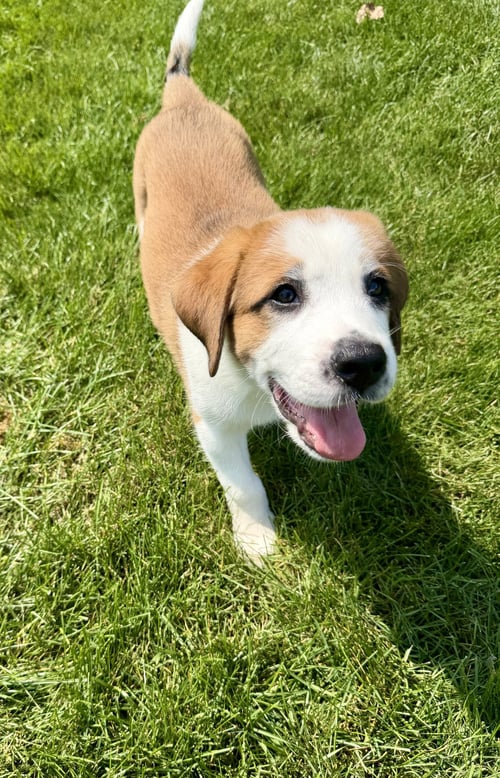 CLAREBEAR - Great Pyrenees available for adoption