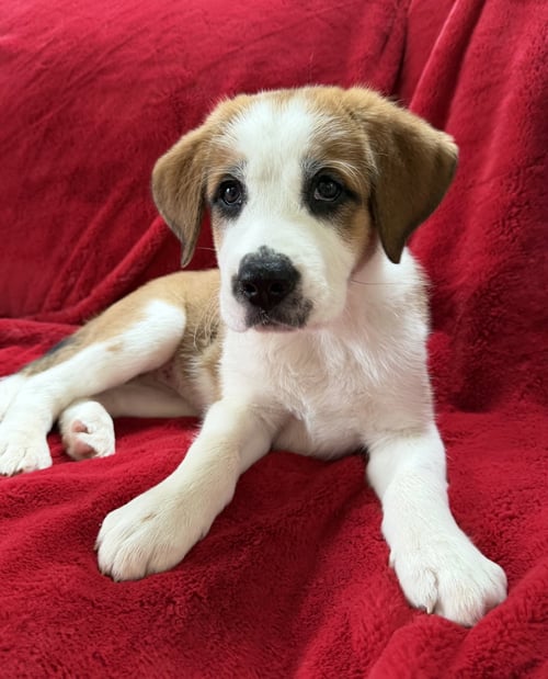 CLAREBEAR - Great Pyrenees available for adoption