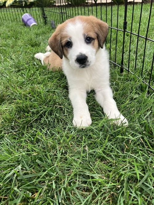 CLAREBEAR - Great Pyrenees available for adoption