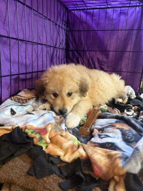 RASCAL - Golden Retriever / Great Pyrenees for adoption in Aurora
